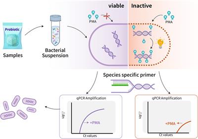 Development and validation of a PMA-qPCR method for accurate quantification of viable Lacticaseibacillus paracasei in probiotics